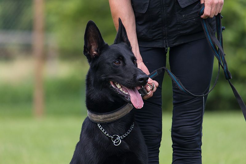 hondenbewaking isg security 2 - belgian-shepherd
